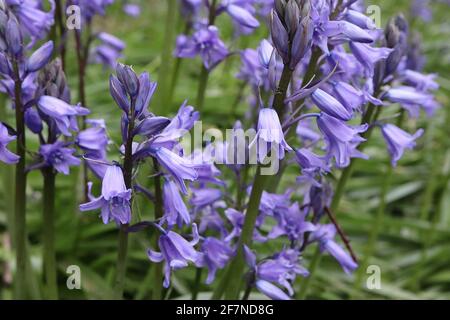 Jacinthoides hispanica «Excelsior» cloches espagnoles – fleurs en forme de cloche mauve pâle à rayures bleues, avril, Angleterre, Royaume-Uni Banque D'Images