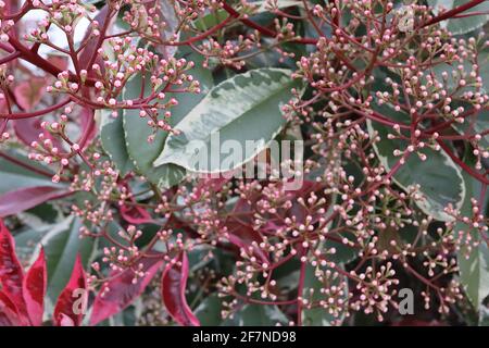 Photinia x fraseri « Louise » Christmas Berry Louise – pousses de feuilles de bordeaux, grappes de fleurs en herbe et feuilles vert foncé aux bords crème, avril, Royaume-Uni Banque D'Images