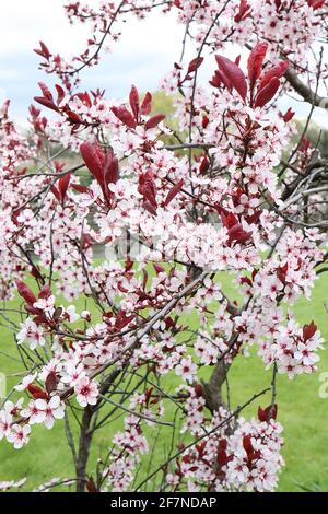 Prunus cerasifera Princess Cherry prune Princess – fleurs rose coquillage et feuilles rouges violettes, avril, Angleterre, Royaume-Uni Banque D'Images