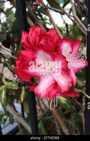 Rhododendron ‘Président Roosevelt’ fleurs rouges qui s’estompent à la base blanche, feuilles variégées, avril, Angleterre, Royaume-Uni Banque D'Images