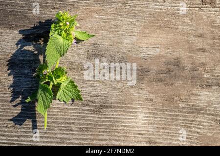 Ballota nigra, noir horeboard fleurs fraîches recueillies dans le pré pour l'elexir prêt à l'emploi ou la boisson médicinale. Recueillir les herbes pour la préparation de la teinture. Banque D'Images