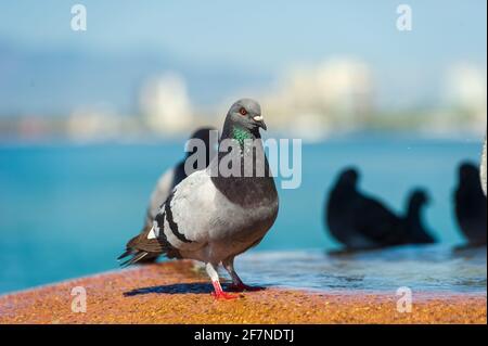 Un Dove Pigeon est assis sur UNE fontaine avec d'autres Colombes en arrière-plan Banque D'Images