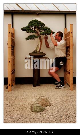 Herons Bonsai Stand au Chelsea Flower Show 1998 Banque D'Images