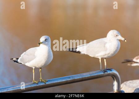 Gull à bec annulaire immature perchée sur une rambarde en acier, Floride, États-Unis. Banque D'Images