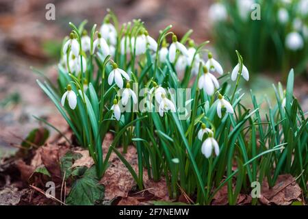 Les gouttes de neige fleurissent tôt dans la forêt printanière - Galanthus nivalis in nature Banque D'Images