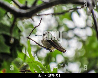 Colibri féminin à gorge rubis assis sur une branche pendant une tempête de pluie. Banque D'Images