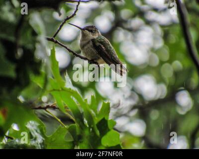 Colibri féminin à gorge rubis assis sur une branche pendant une tempête de pluie. Banque D'Images