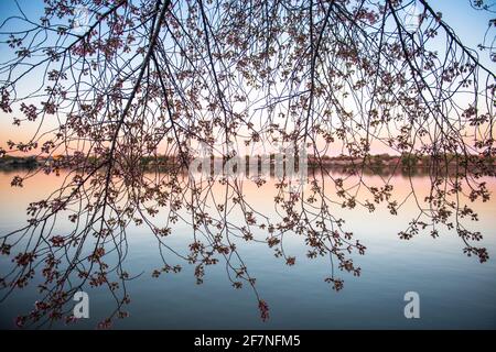 Petit matin, lumière au bassin de Tidal vue à travers des branches de cerisiers en fleurs sur le National Mall à Washington, D.C. Banque D'Images