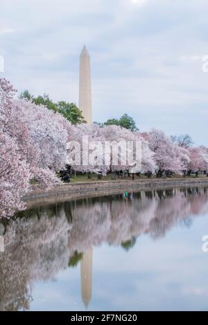 À 555', l'obélisque du Washington Monument, surplombe les cerisiers du bassin de Tidal à Washington, D.C. Banque D'Images