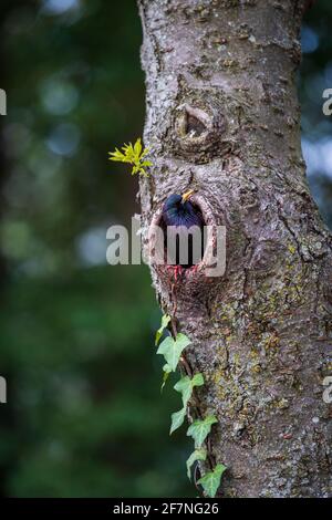 Une étoile commune, Sturnus vulgaris, sort d'un nid dans un cerisier. Banque D'Images