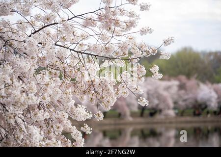 Le temps du printemps fait ressortir les fameuses fleurs de Sakura dans le bassin de Tidal à Washington, D.C. Banque D'Images