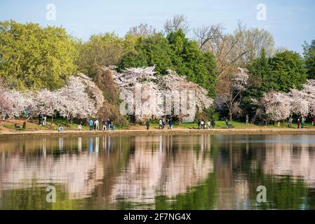 Les cerisiers se reflètent dans les eaux du bassin de Tidal le matin, tandis que les touristes et les habitants visitent les célèbres cerisiers en fleurs de Washington, Banque D'Images