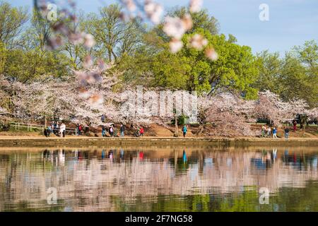 Les cerisiers se reflètent dans le bassin de Tidal tandis que les touristes et les habitants visitent les célèbres cerisiers en fleurs de Washington, D.C. Banque D'Images