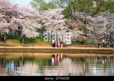 Les cerisiers se reflètent dans le bassin de Tidal tandis que les touristes et les habitants visitent les célèbres cerisiers en fleurs de Washington, D.C. Banque D'Images