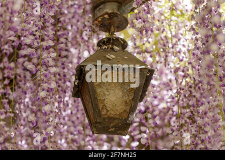 Lanterne ornée de Wisteria en fleurs. Santa Clara, Californie, États-Unis. Banque D'Images
