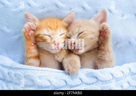 Bébé chat endormi. Chaton au gingembre sur un canapé sous une couverture tricotée. Deux chats qui s'embrasent et se mordent. Animal domestique. Dormez et passez une agréable nuit. Animal domestique. Banque D'Images