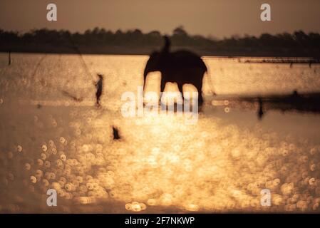 Éléphant, village d'éléphants, Surin, Thaïlande Banque D'Images