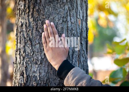 Jeune main mâle touchant un arbre en forêt Banque D'Images