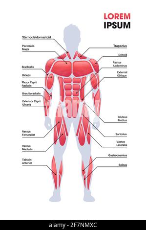 carte du système musculaire mâle structure du corps humain carte du muscle pleine longueur de l'espace de copie vertical Illustration de Vecteur