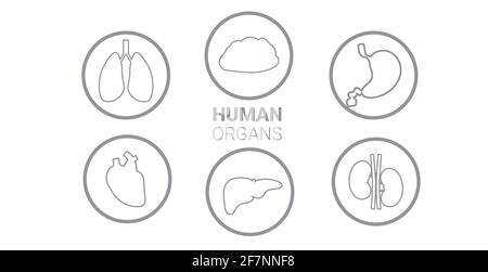 définir les organes internes humains estomac anatomique foie reins poumons coeur cerveau icônes collection anatomie santé concept médical horizontal Illustration de Vecteur