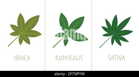 set sativa indica ruderalis marijuana feuilles concept de consommation de drogue horizontale plat Illustration de Vecteur