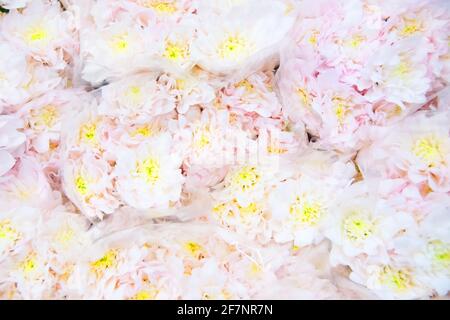Beaucoup de chrysanthèmes de couleur claire dans des bouquets à vendre Banque D'Images
