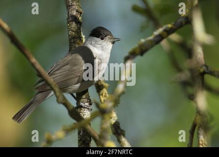 Un magnifique Blackcap mâle, Sylvia atricapilla, perché sur une branche d'un arbre au printemps. Banque D'Images