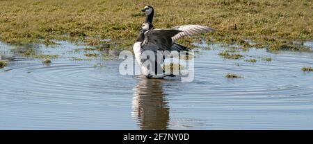 Deux bernaches sont debout dans le lac. Ils font une danse de paires avec des ailes étalées au soleil, réflexion dans l'eau. Webbanner, social Banque D'Images