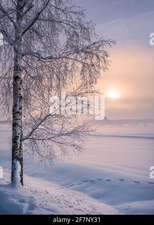 Paysage d'hiver pittoresque avec lonely arbre couvert de chaland et le lever du soleil au matin fois en Finlande. Banque D'Images