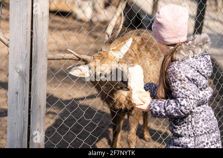 herbivore sauvage cervus dama en captivité derrière la clôture en fer de la grille, dans une volière, une cage d'un zoo sous la supervision des gens, nourris, dedans Banque D'Images