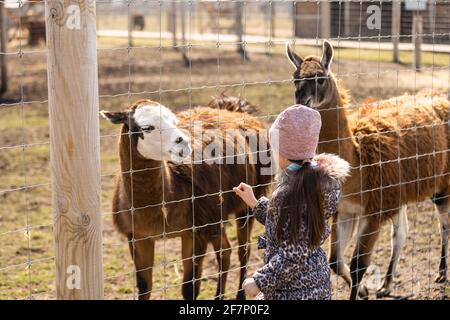 Adorable petite fille nourrissant alpaga au zoo sous le soleil jour Banque D'Images