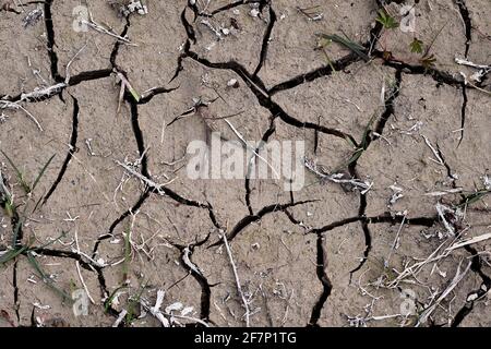 Terre fissurée et séchée avec de l'herbe, fond texturé de sol sec. Banque D'Images