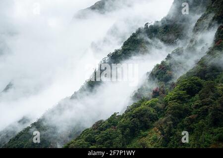 Couches de montagnes dans la brume avec des fleurs rouges couvrant la forêt de South Rata à Milford Sound, Nouvelle-Zélande Banque D'Images