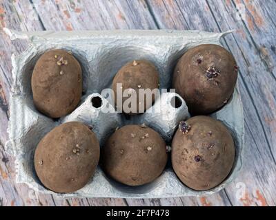 Pré-germination des pommes de terre de semence au printemps Banque D'Images