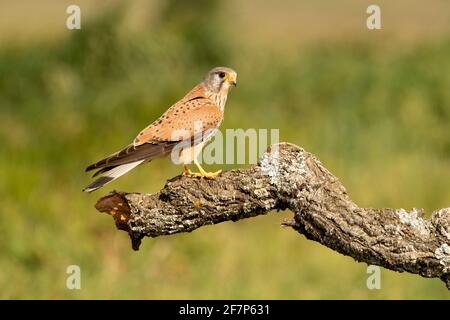 Le kestrel commun masculin à sa perche préférée à la fin lumières de l'après-midi Banque D'Images