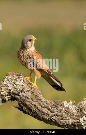 Le kestrel commun masculin à sa perche préférée à la fin lumières de l'après-midi Banque D'Images