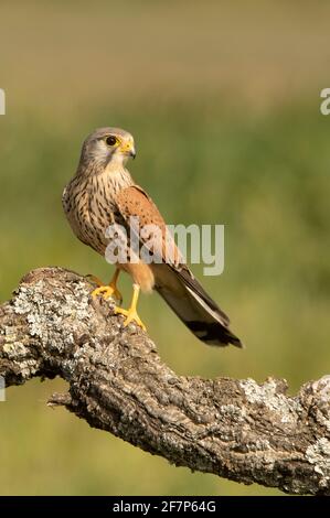 Le kestrel commun masculin à sa perche préférée à la fin lumières de l'après-midi Banque D'Images