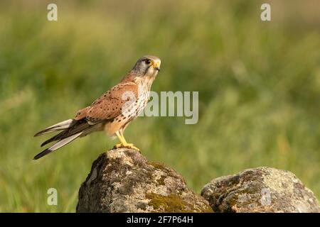 Le kestrel commun masculin à sa perche préférée à la fin lumières de l'après-midi Banque D'Images