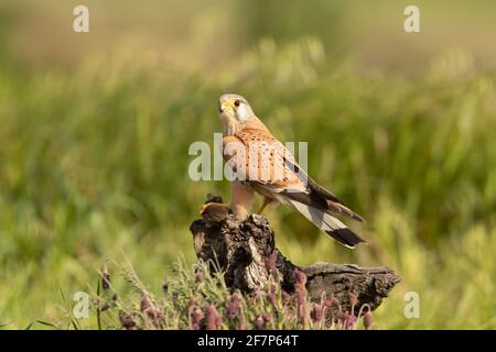 Le kestrel commun masculin à sa perche préférée à la fin lumières de l'après-midi Banque D'Images