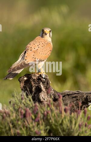 Le kestrel commun masculin à sa perche préférée à la fin lumières de l'après-midi Banque D'Images