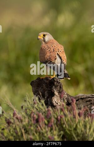 Le kestrel commun masculin à sa perche préférée à la fin lumières de l'après-midi Banque D'Images