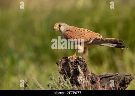 Le kestrel commun masculin à sa perche préférée à la fin lumières de l'après-midi Banque D'Images