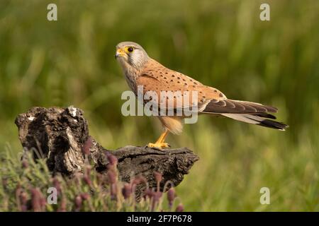 Le kestrel commun masculin à sa perche préférée à la fin lumières de l'après-midi Banque D'Images