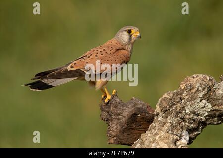 Le kestrel commun masculin à sa perche préférée à la fin lumières de l'après-midi Banque D'Images