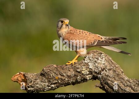 Le kestrel commun masculin à sa perche préférée à la fin lumières de l'après-midi Banque D'Images