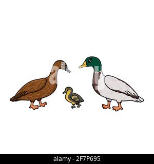 Vecteur mignon dessin animé Doodle famille Duck. Tétée de bébé gris-vert mâle, marron femelle et jaune-marron. Illustration isolée dessinée à la main à la Illustration de Vecteur