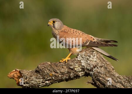 Le kestrel commun masculin à sa perche préférée à la fin lumières de l'après-midi Banque D'Images