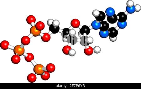 Molécule d'adénosine triphosphate (ATP). Fonctionne comme un neurotransmetteur, un module de construction d'ARN, une molécule de transfert d'énergie, etc. Rendu 3D. Les atomes sont des repres Illustration de Vecteur