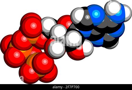 Molécule d'adénosine triphosphate (ATP). Fonctionne comme un neurotransmetteur, un module de construction d'ARN, une molécule de transfert d'énergie, etc. Rendu 3D. Les atomes sont des repres Illustration de Vecteur
