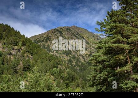 Alt del Comapedrosa montagne et forêt dans la vallée sur le chemin jusqu'au sommet (Andorre, Pyrénées) ESP: Alt del Comapedrosa y bosque del valle Banque D'Images